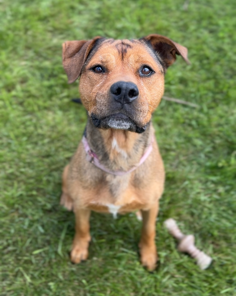 Maggie, an adoptable Mixed Breed in Bemidji, MN, 56601 | Photo Image 5
