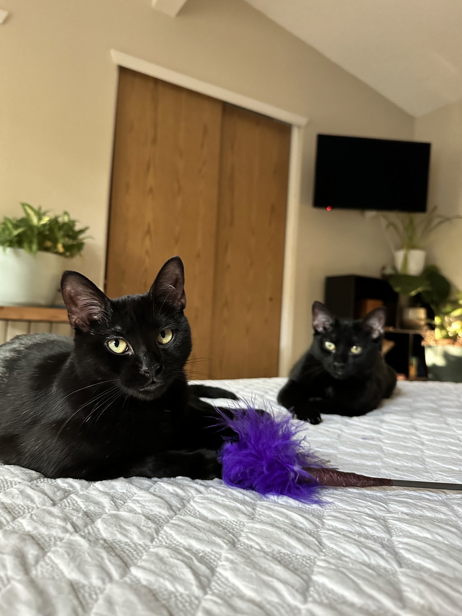 The Nannies