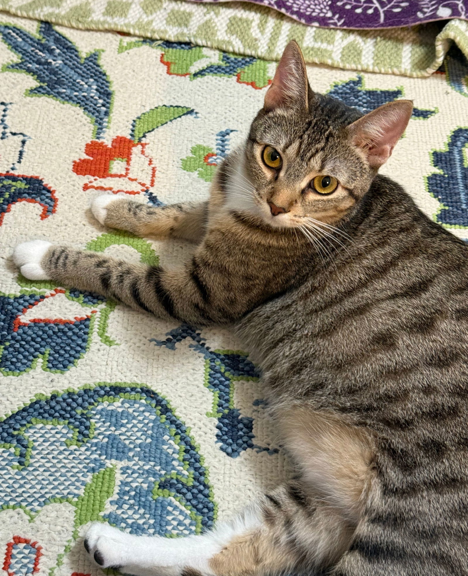 lily