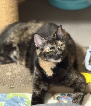 katara, Adult Female unknown