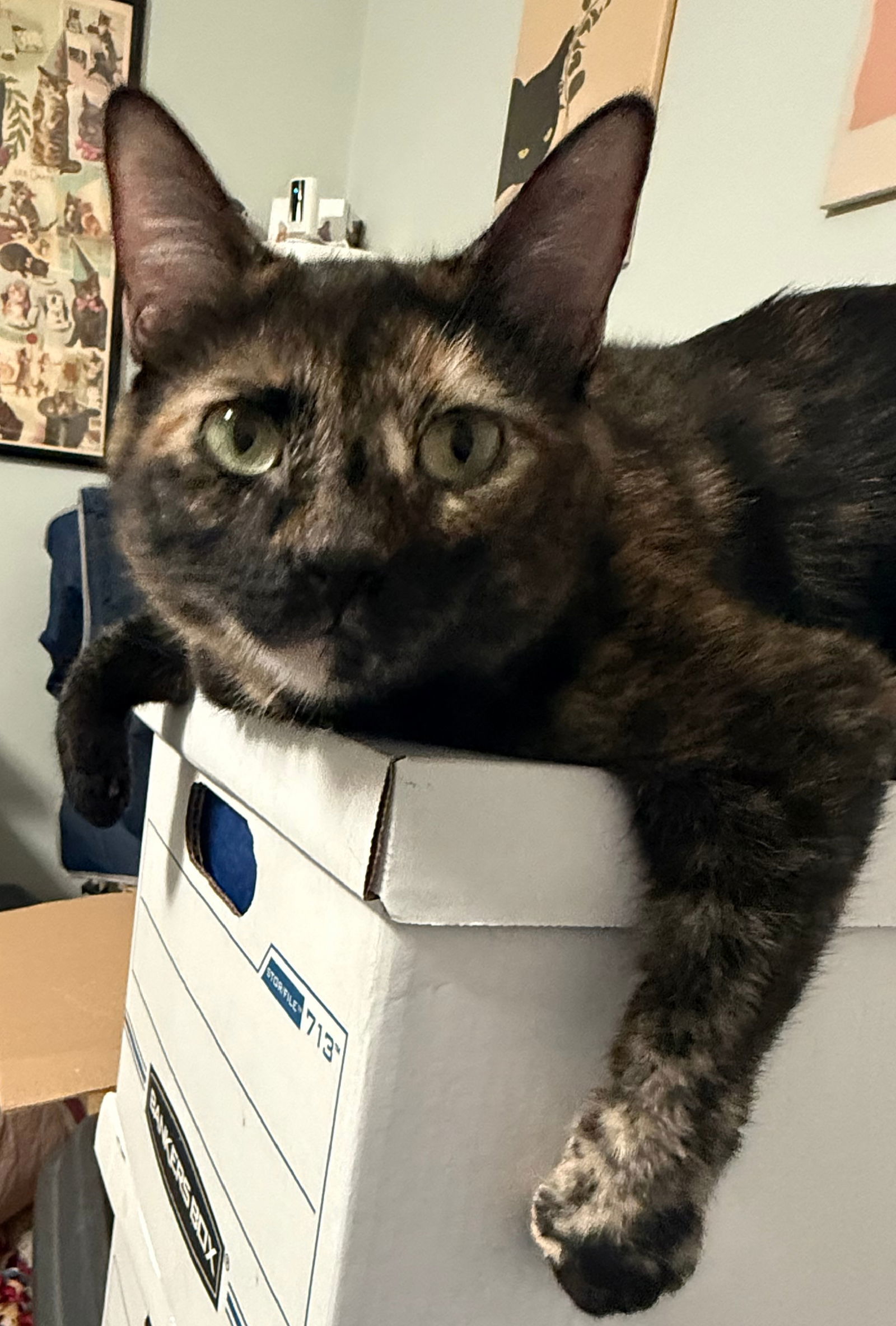 katara