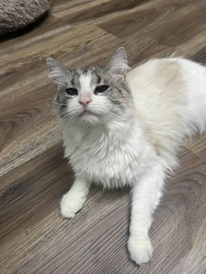 Cher, Adult Female unknown