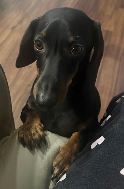 Rocky - Las Vegas