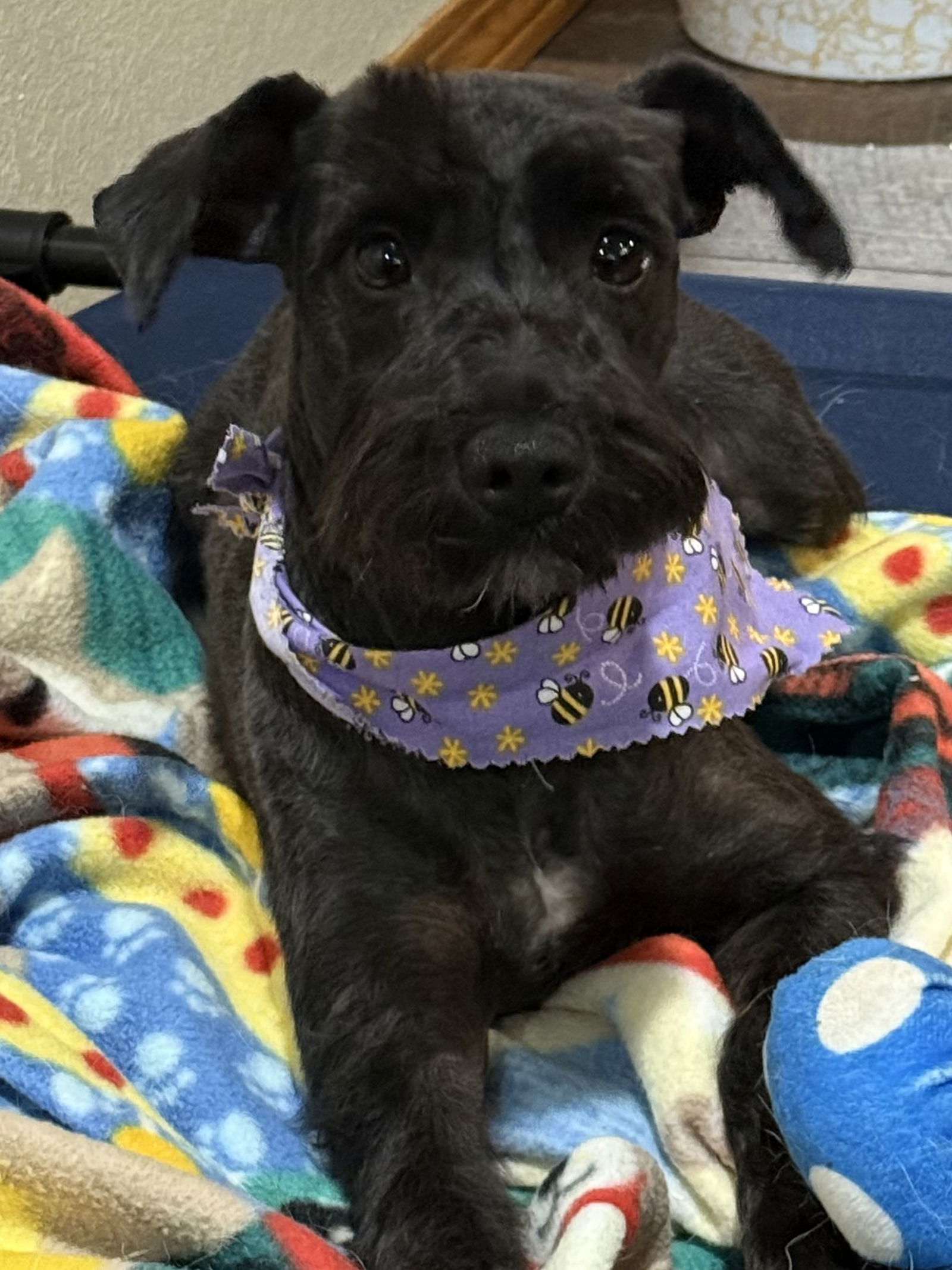 Sadie, an adoptable Schnauzer in Brandon, SD, 57005 | Photo Image 1