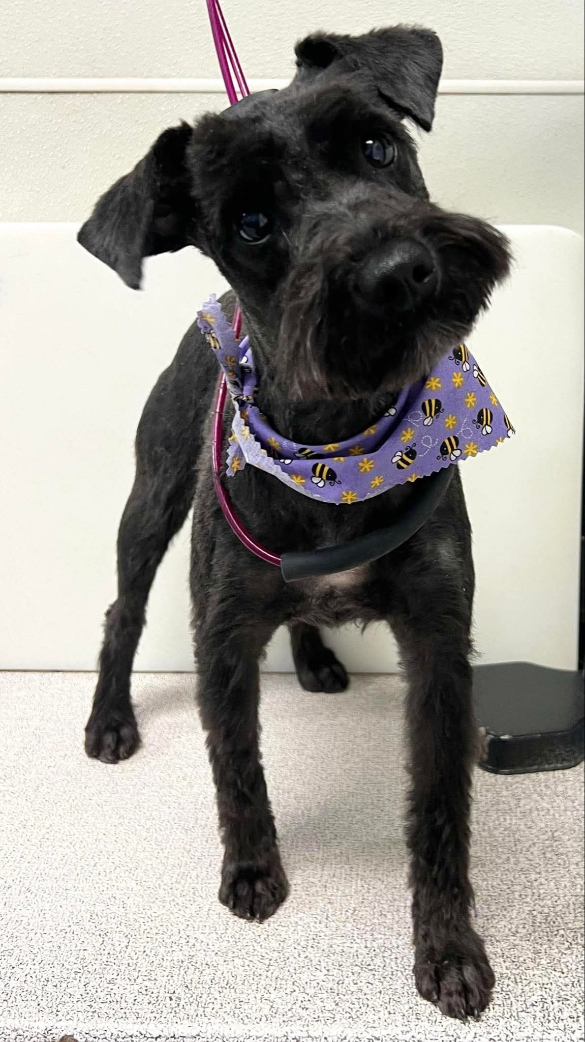 Sadie, an adoptable Schnauzer in Brandon, SD, 57005 | Photo Image 2