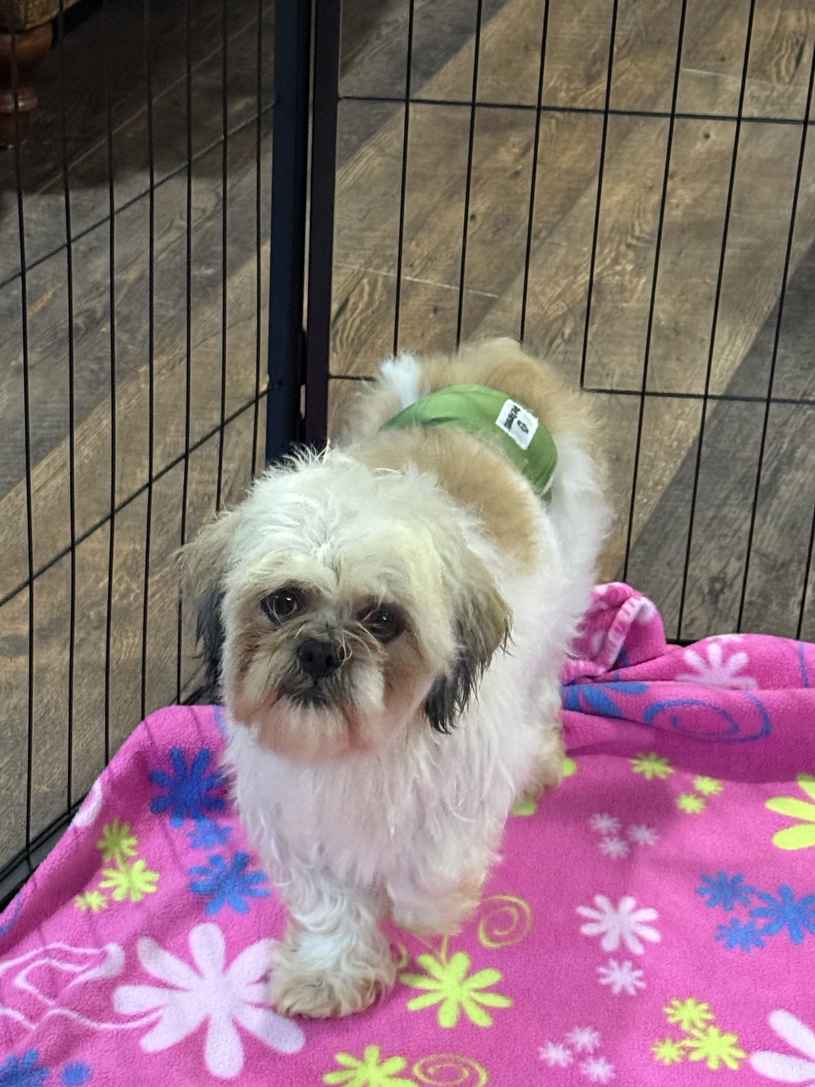 Joey, an adoptable Shih Tzu in Brandon, SD, 57005 | Photo Image 2