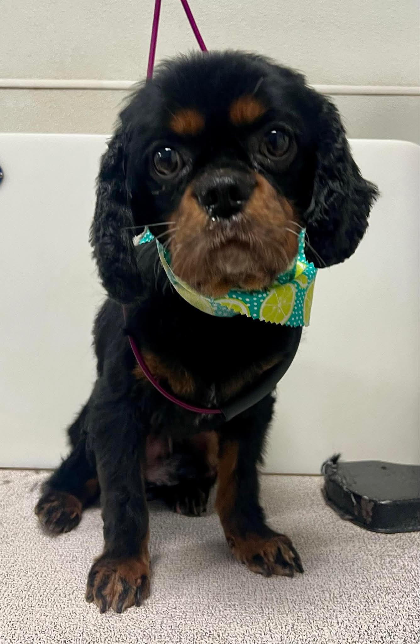 Otis, an adoptable Cavalier King Charles Spaniel in Brandon, SD, 57005 | Photo Image 1