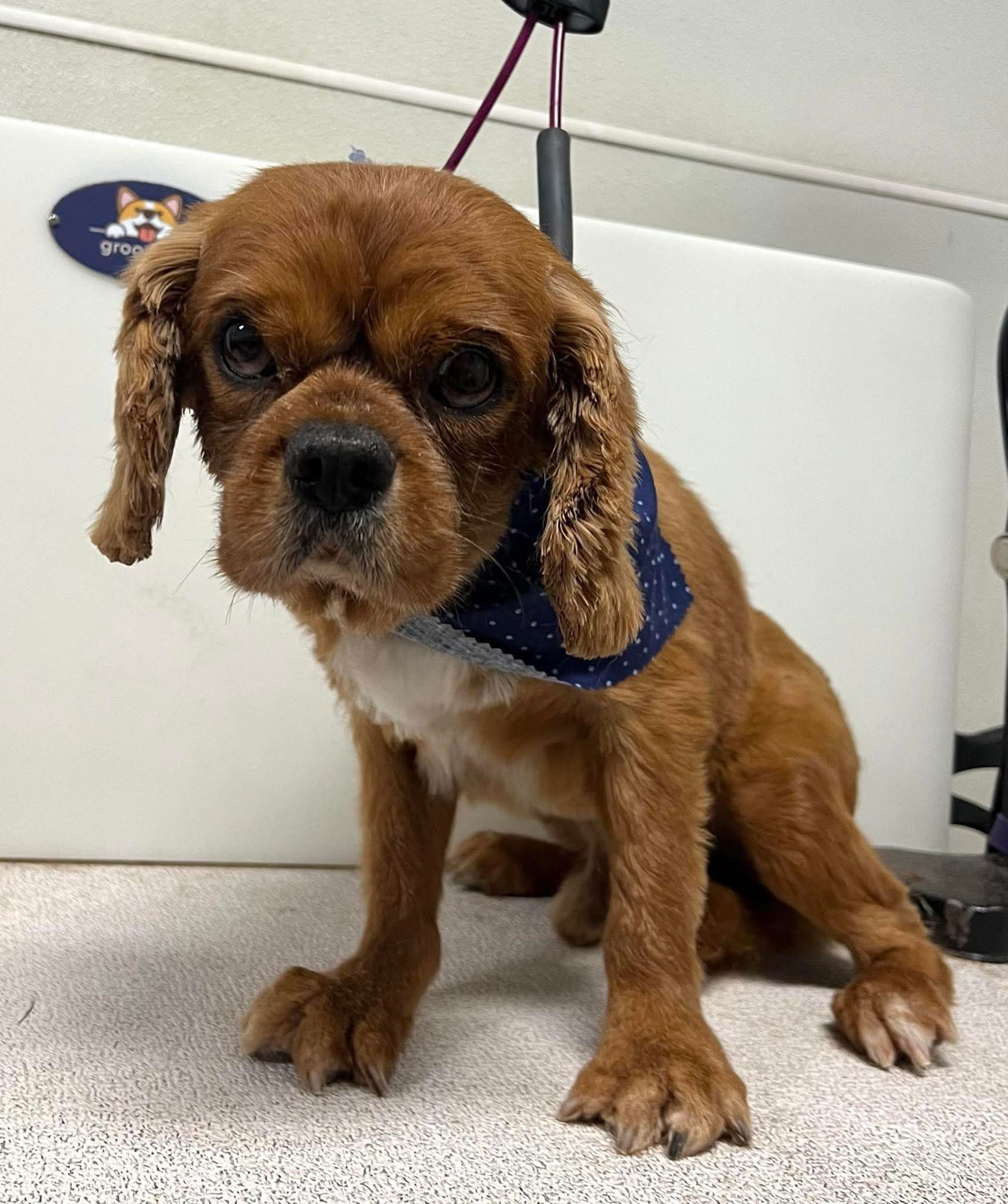 Goose, an adoptable Cavalier King Charles Spaniel in Brandon, SD, 57005 | Photo Image 1