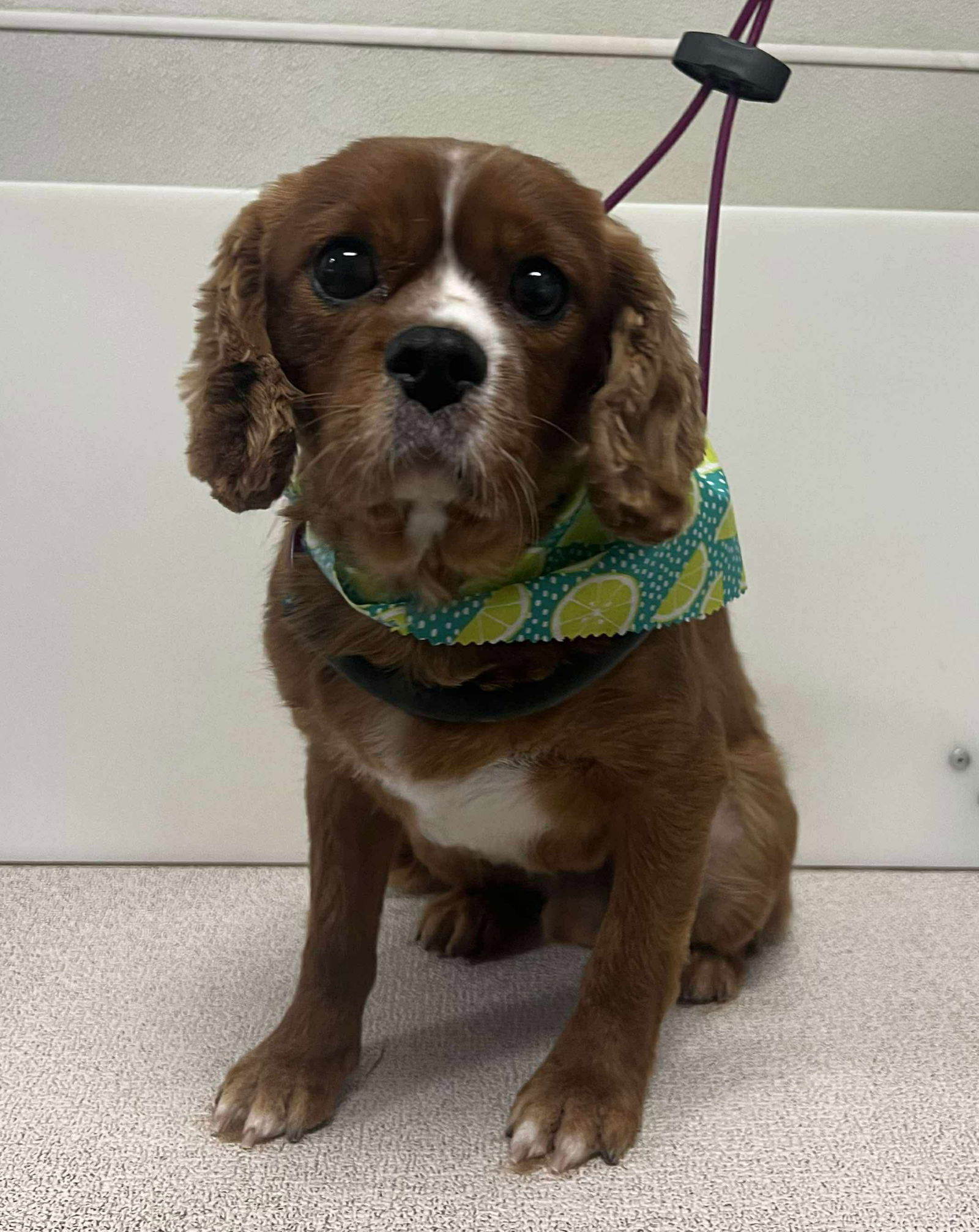Maverick, an adoptable Cavalier King Charles Spaniel in Brandon, SD, 57005 | Photo Image 1