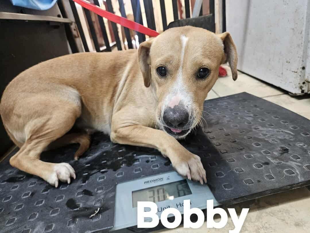 Bobby