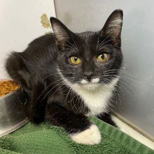 Chanel, Young Female unknown