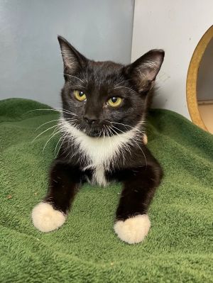 Gucci, Young Female unknown