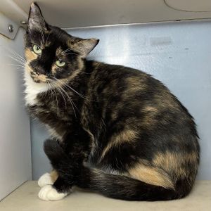 Sweetie, Adult Female unknown