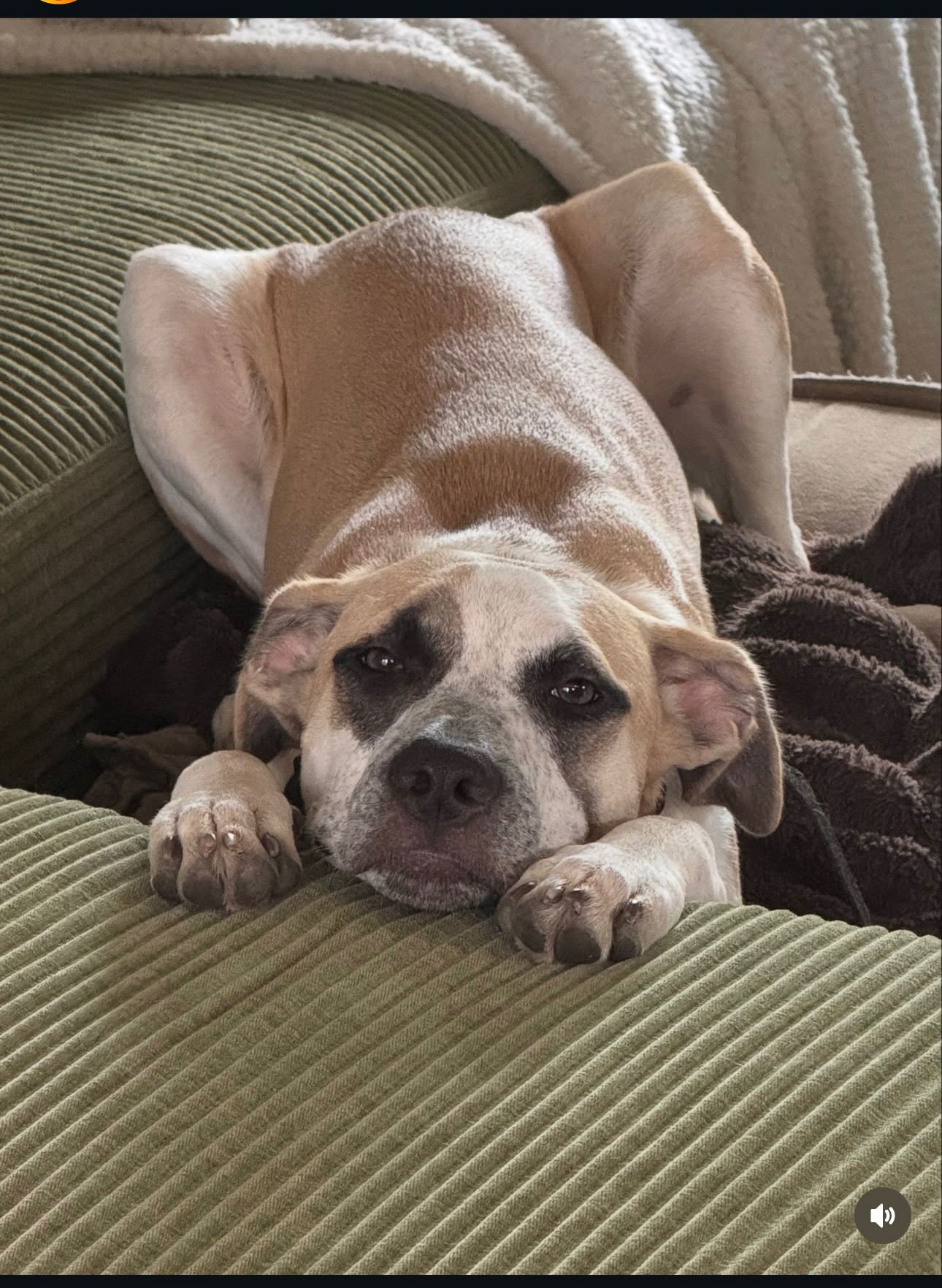 Jude