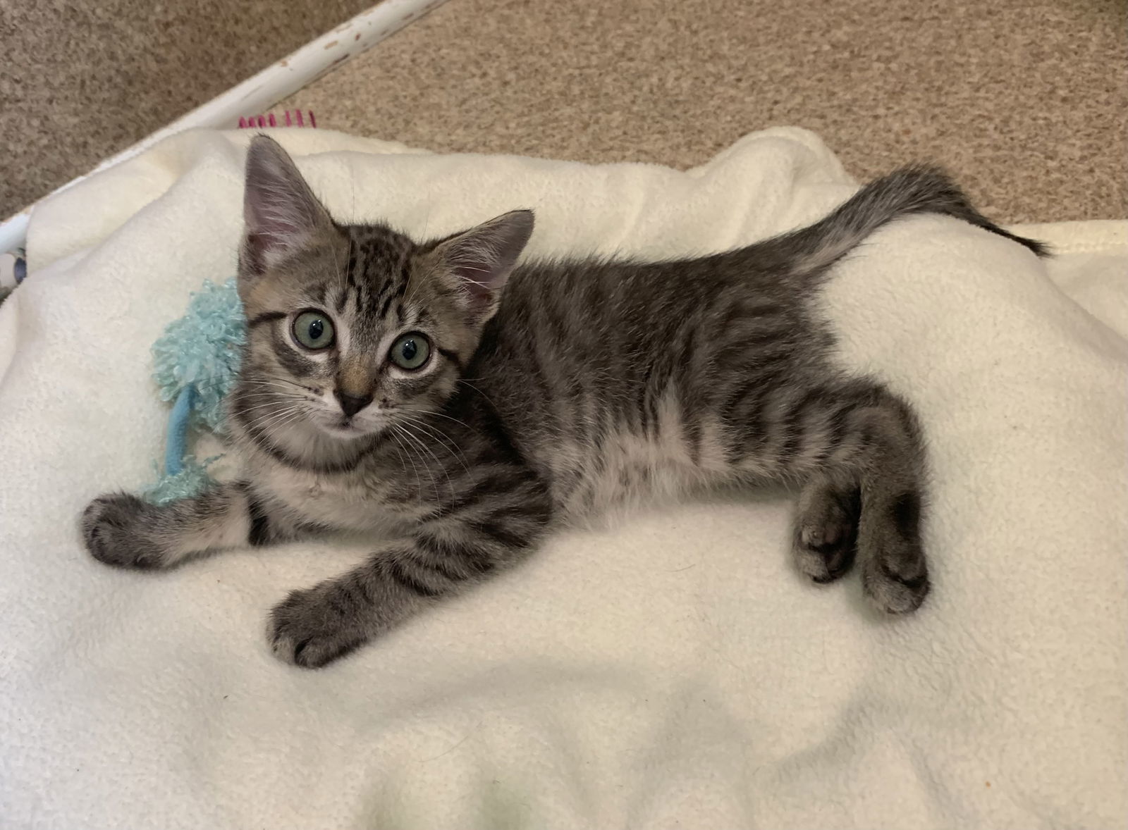 Ceasar