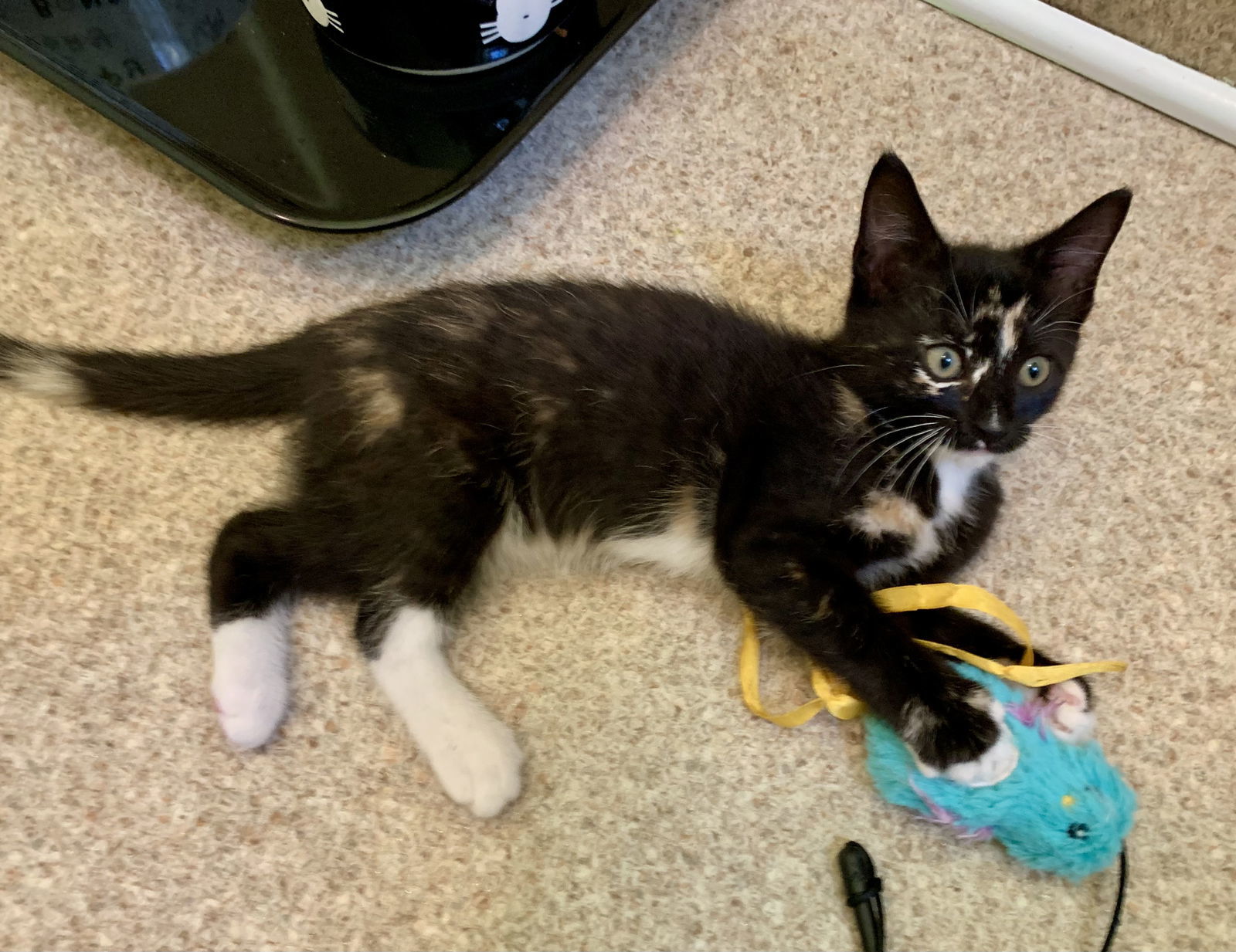 Elsie