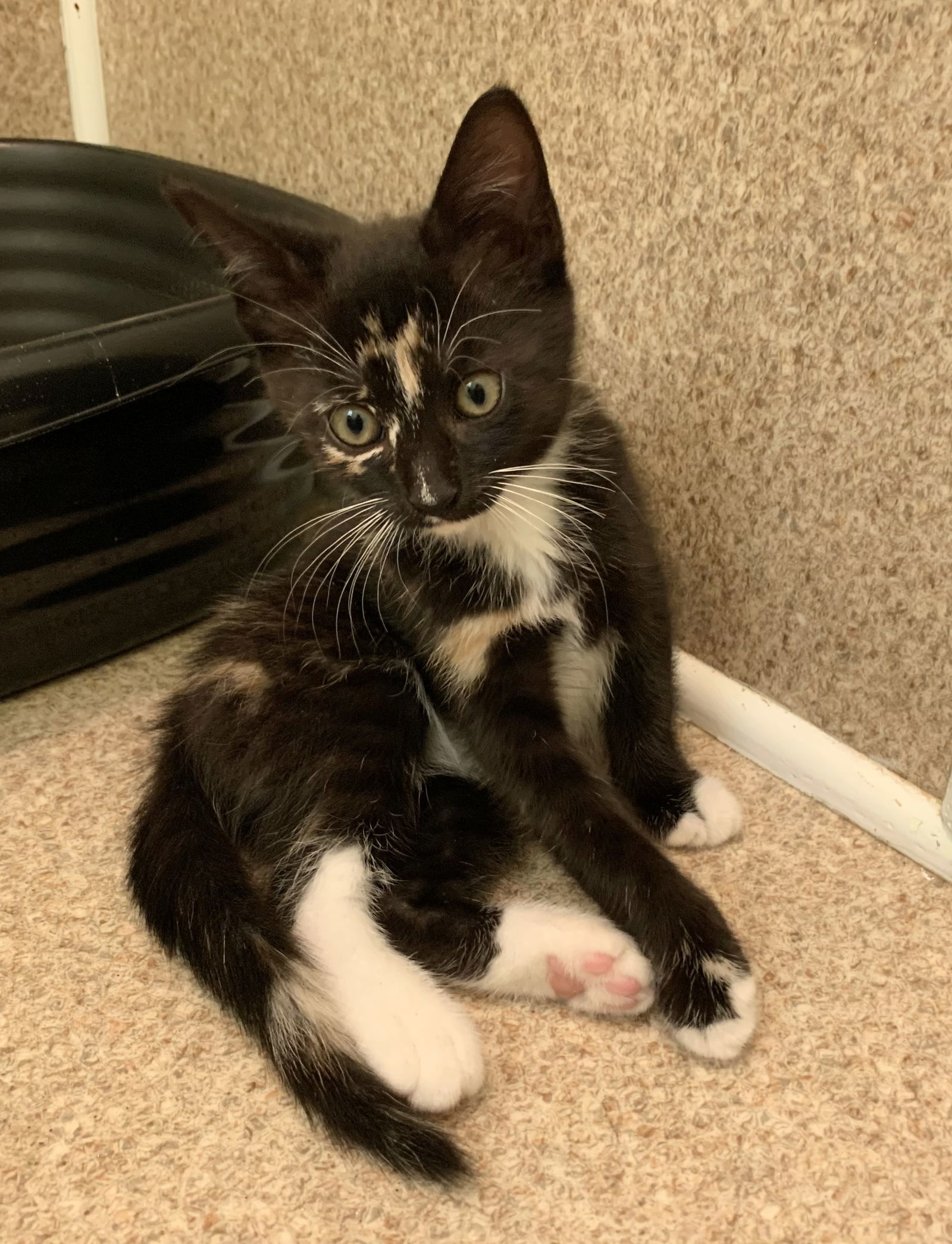 Elsie