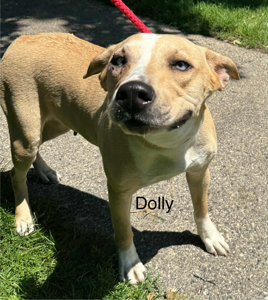Dolly
