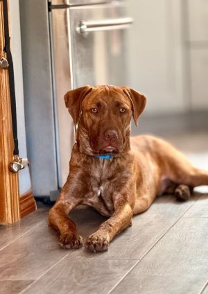 Dodge, Adult Male unknown