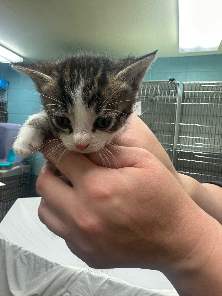 Tuffnut, an adoptable Domestic Short Hair in Rock Springs, WY, 82901 | Photo Image 2
