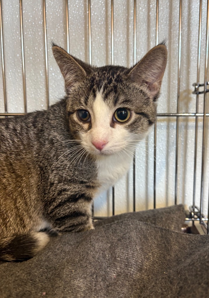 Tuffnut, an adoptable Domestic Short Hair in Rock Springs, WY, 82901 | Photo Image 3