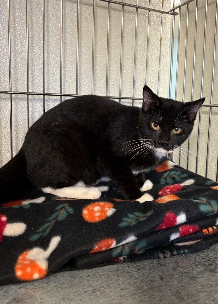 Ruffnut, an adoptable Domestic Short Hair in Rock Springs, WY, 82901 | Photo Image 1