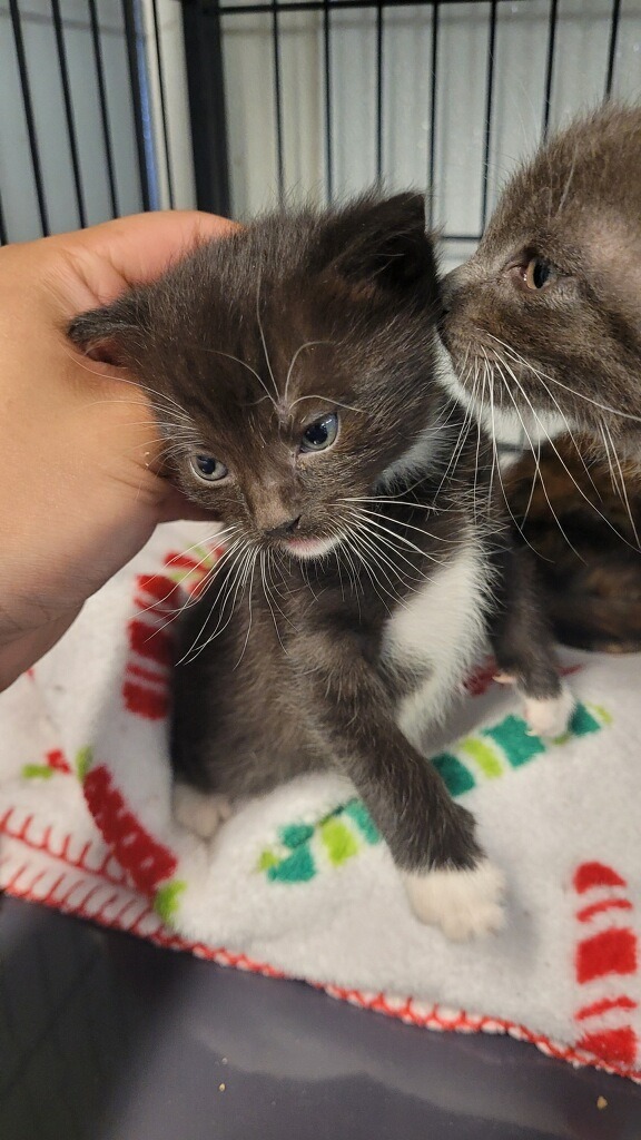 Ruffnut, an adoptable Domestic Short Hair in Rock Springs, WY, 82901 | Photo Image 2