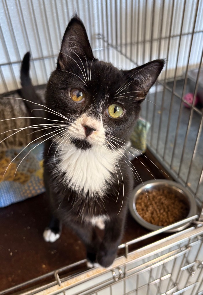 Grumpy, an adoptable Domestic Short Hair in Rock Springs, WY, 82901 | Photo Image 1