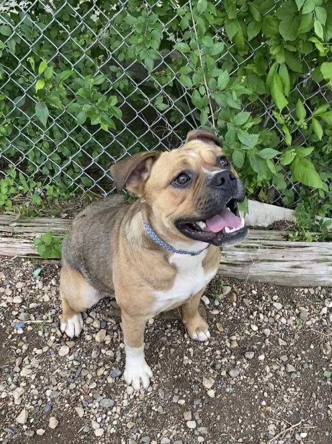 Chuck ( Rocco), an adoptable Pug, Pit Bull Terrier in Elbow Lake, MN, 56531 | Photo Image 2