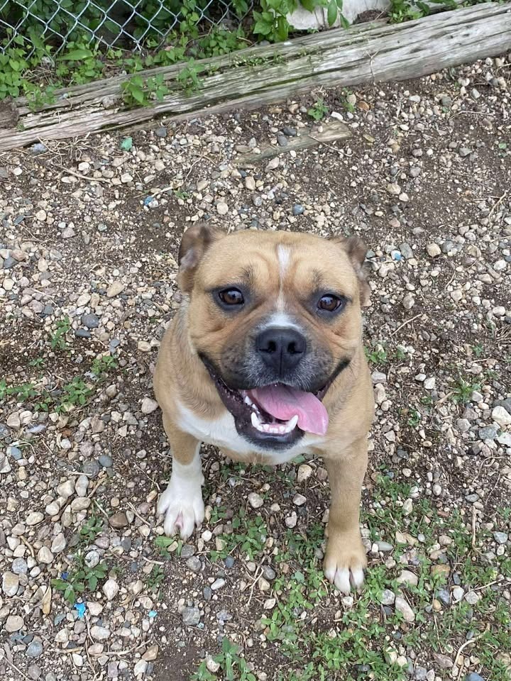 Chuck ( Rocco), an adoptable Pug, Pit Bull Terrier in Elbow Lake, MN, 56531 | Photo Image 3
