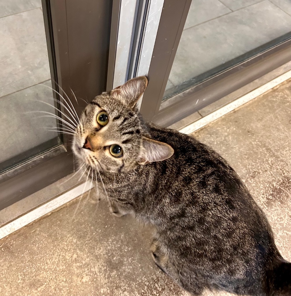 Rabbit, an adoptable Domestic Short Hair in Minot, ND, 58702 | Photo Image 1