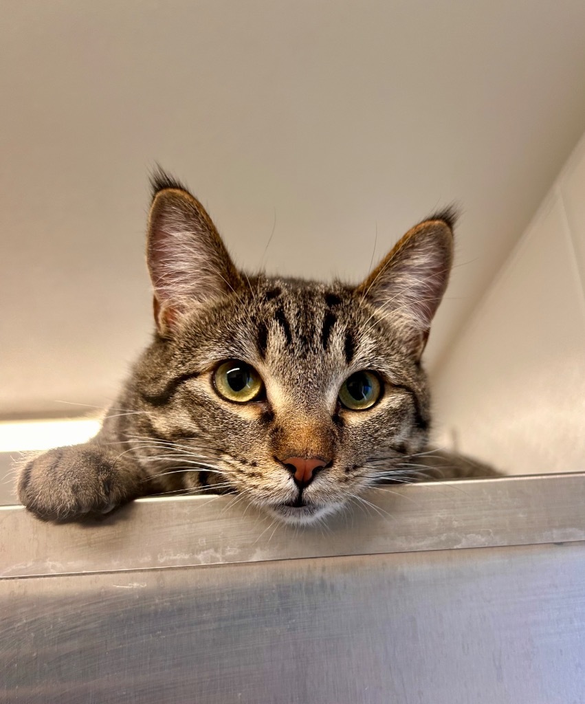 Rabbit, an adoptable Domestic Short Hair in Minot, ND, 58702 | Photo Image 1