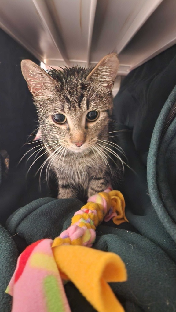 Rabbit, an adoptable Domestic Short Hair in Minot, ND, 58702 | Photo Image 2