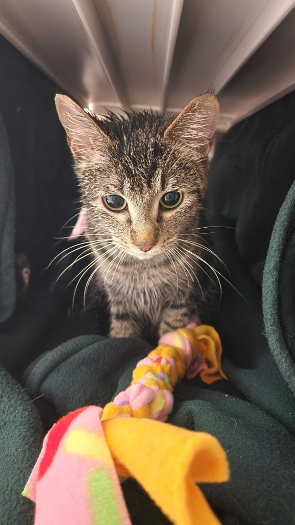 Rabbit, an adoptable Domestic Short Hair in Minot, ND, 58702 | Photo Image 3