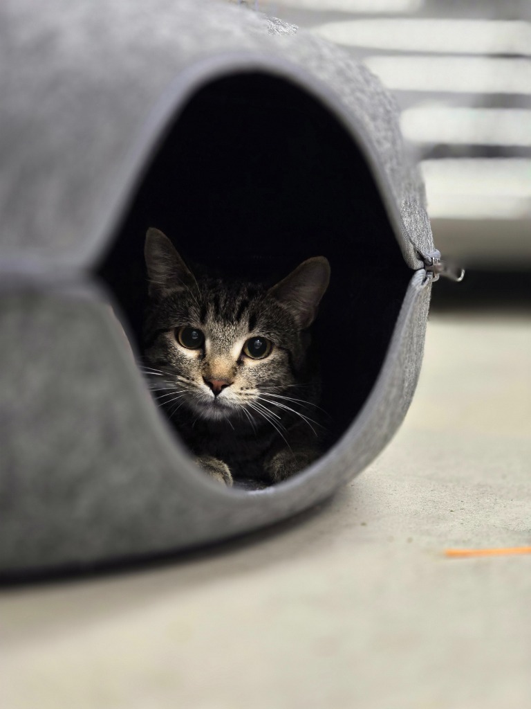 Rabbit, an adoptable Domestic Short Hair in Minot, ND, 58702 | Photo Image 4