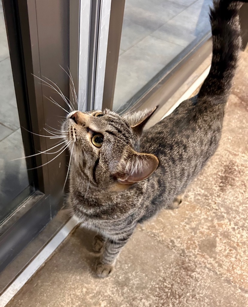 Rabbit, an adoptable Domestic Short Hair in Minot, ND, 58702 | Photo Image 4