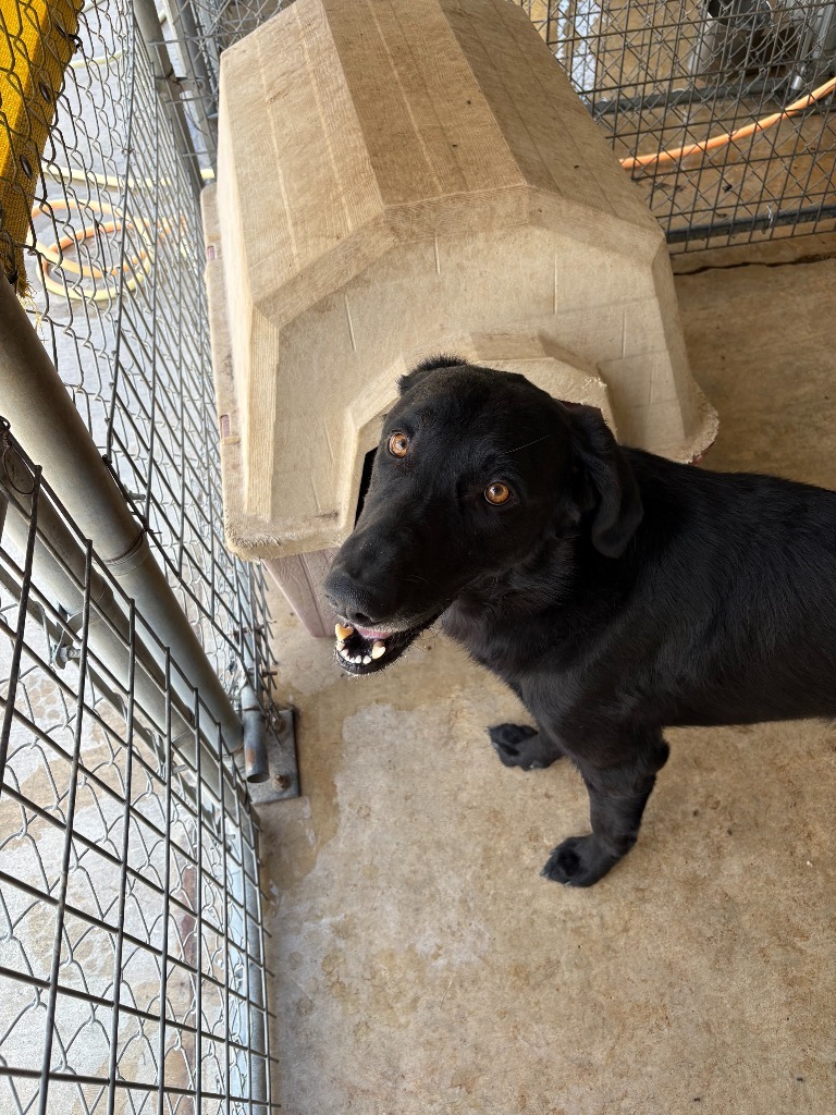 Brutus