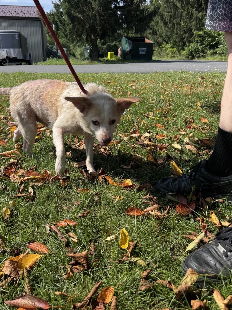Taco