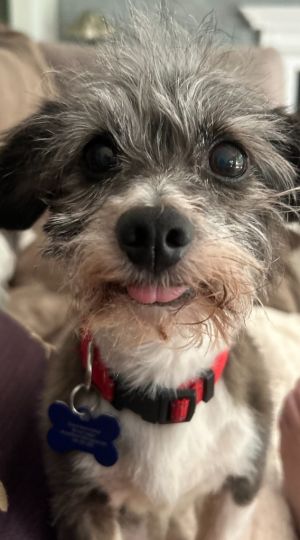 Plio, Senior Male unknown