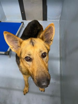 Boomer, Adult Male unknown