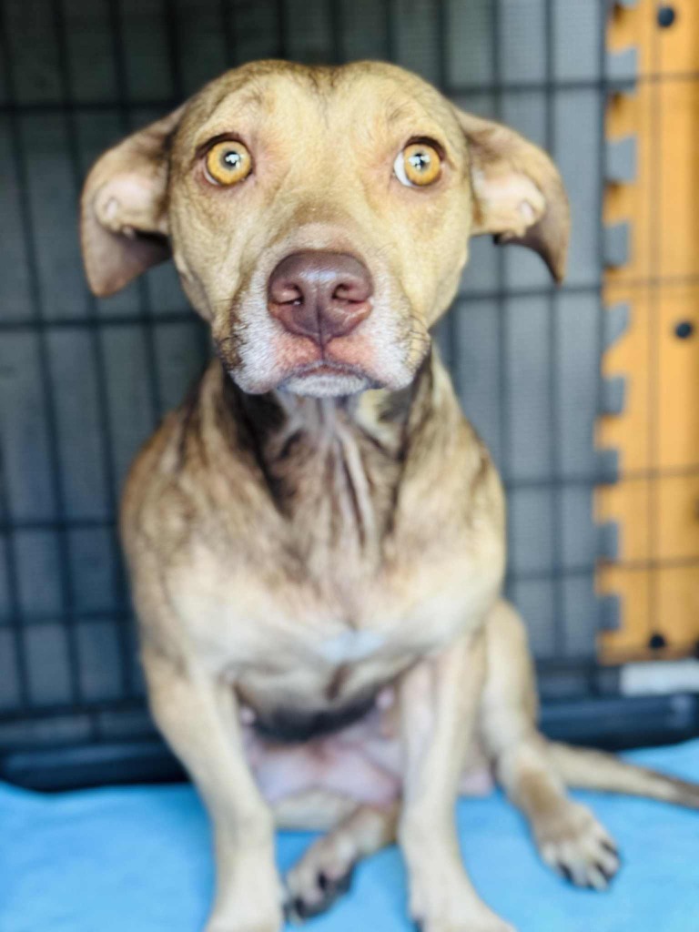Nala