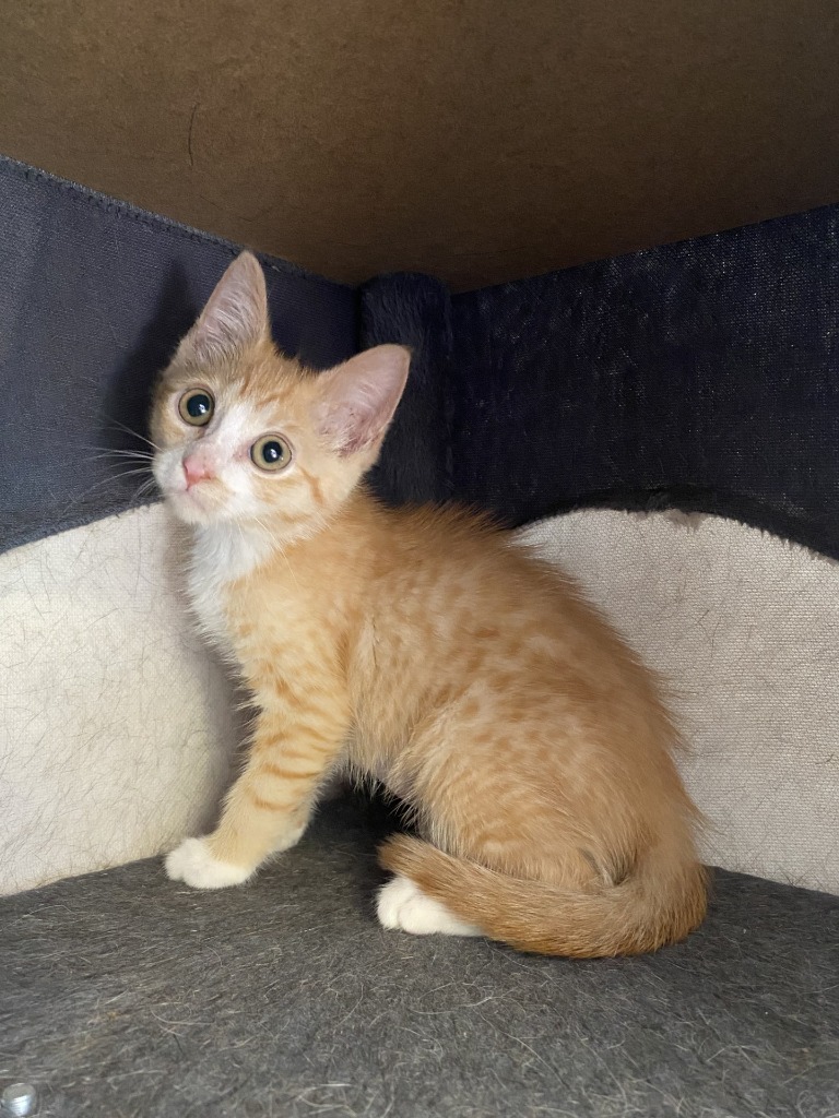 Mango @PetSmart Walker Rd
