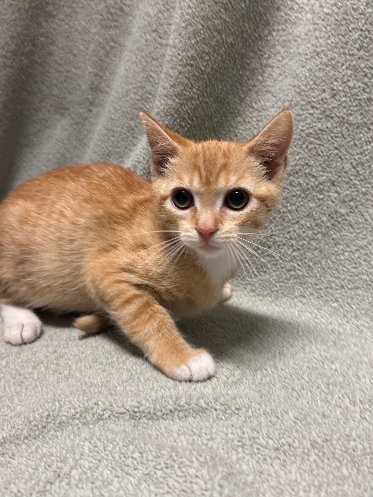 Zuppa @PetSmart Walker Rd