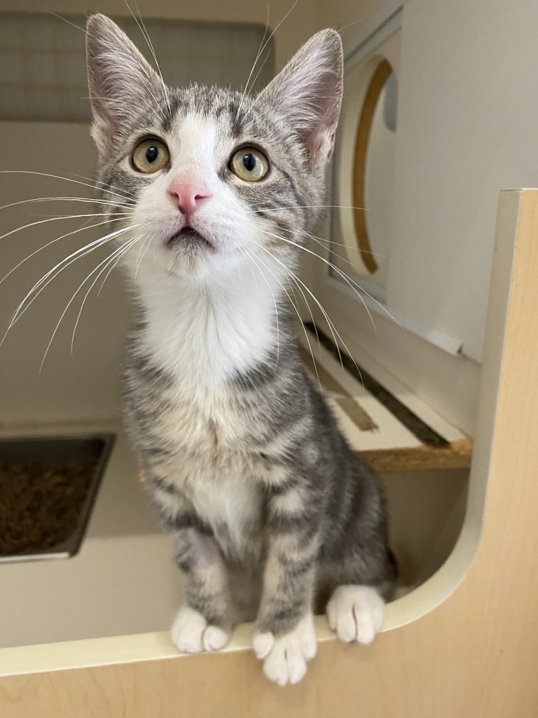 Lil' Bean @PetSmart Walker Rd