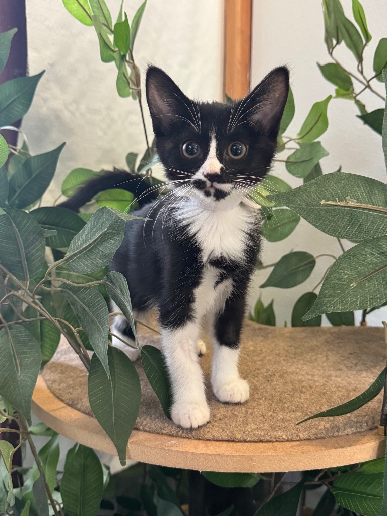 Pearly @PetSmart Walker Rd