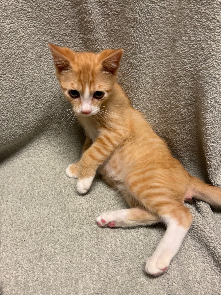 Zurek @PetSmart Walker Rd