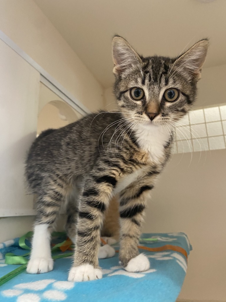 Calliope @PetSmart Walker Rd