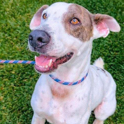 Oliver (Patrick), an adoptable Mixed Breed in Volcano, HI, 96785 | Photo Image 1