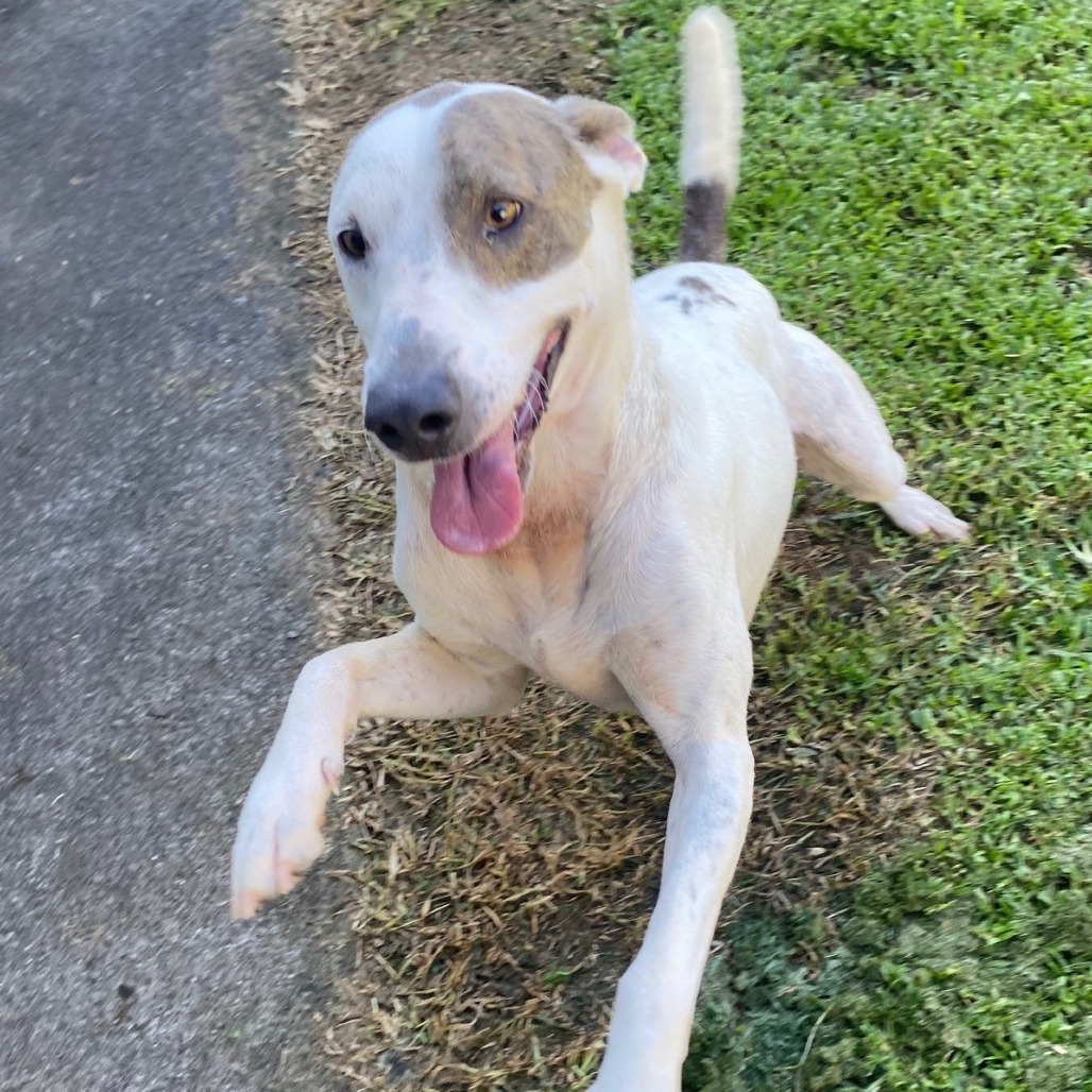 Patrick, an adoptable Mixed Breed in Volcano, HI, 96785 | Photo Image 2