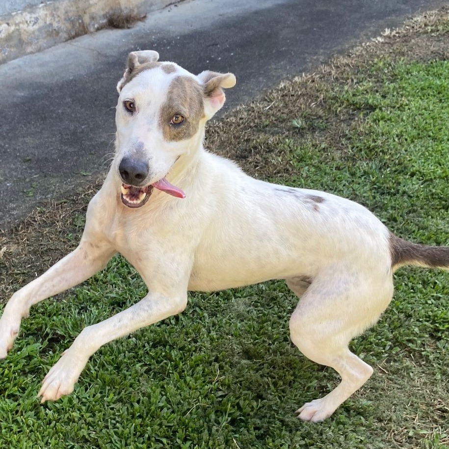 Patrick, an adoptable Mixed Breed in Volcano, HI, 96785 | Photo Image 3